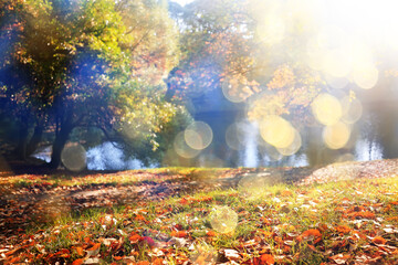 Fototapeta premium Autumn sunny landscape, view in the rays of a sunny autumn day in the park
