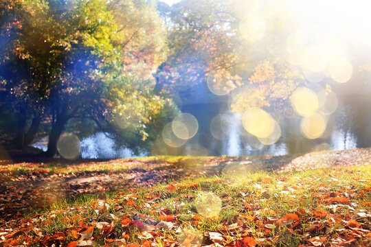 Autumn sunny landscape, view in the rays of a sunny autumn day in the park