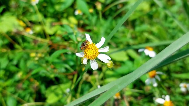 Eupeodes luniger Meigen, a fly resembling a bee, black and yellow stripes, flies to find food on each flower
