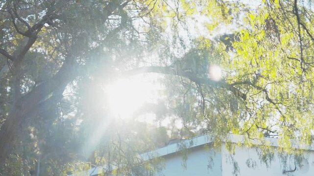 4K tracking footage moving through drooping willow branches, with warm sunlight breaking through the foliage and creating a soft lens flare. A white building rooftop is visible below the swaying leav.
