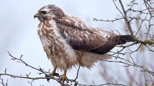 Common Buzzard Perched in Tree Branches, Scanning the Landscape for Prey, Winter Wildlife in Germany, 4K