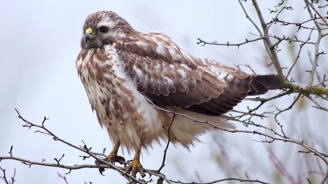 Common Buzzard Perched in Tree Branches, Scanning the Landscape for Prey, Winter Wildlife in Germany, 4K