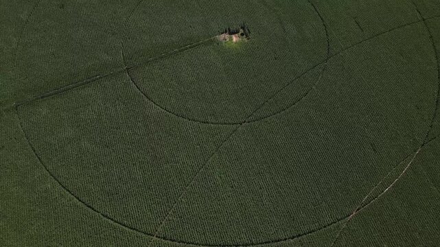 Drone video captures a sweeping aerial view of a massive cornfield with perfect circular tracks from a center pivot irrigation system under bright midday sunlight, showing precise crop structures.
