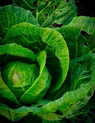 Obraz premium Full frame close up view of a fresh green cabbage head with outer leafy layers growing in a garden.