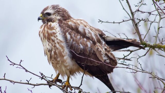 Common Buzzard Perched in Tree Branches, Scanning the Landscape for Prey, Winter Wildlife in Germany, 4K