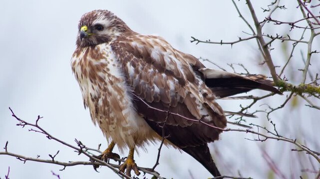 Common Buzzard Perched in Tree Branches, Scanning the Landscape for Prey, Winter Wildlife in Germany, 4K