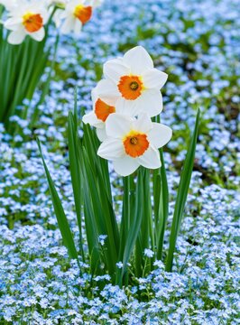 White daffodils with orange centers blooming in a field of small blue forget-me-not flowers