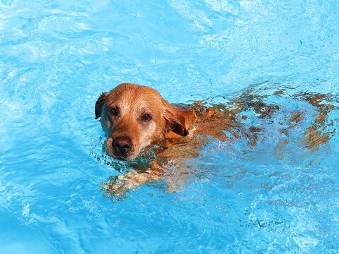 Dog swimming in clear blue pool water. Front view.