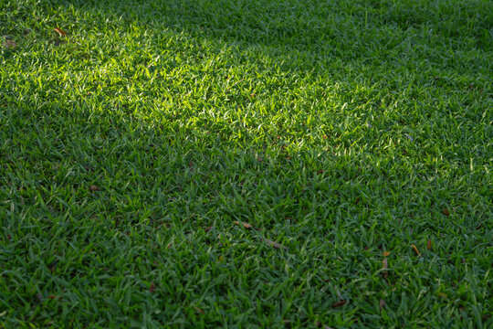 Green lawn with alternating sunlight and tree shade in tropical garden. Natural grass texture for landscape design, ecology, outdoor recreation and background. Nature, landscaping, wellness.