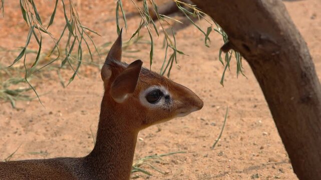 A young dik-dik, a small antelope species, stands alert under the shade of a tree in a desert environment. the sparse foliage and sandy ground highlight its natural habitat, showcasing wildlife in ari