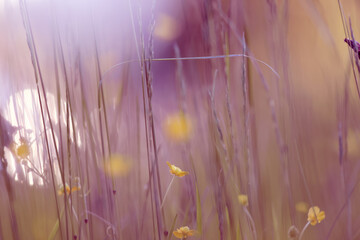 Fototapeta premium Eco background, summer meadow, delicate green soft color, real natural photo