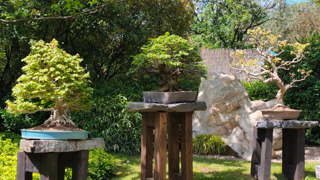 various types of bonsai trees in the pots in Japanese garden