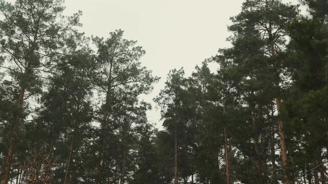 Green pine forest seen through a window, with tall trees creating a natural outdoor view.