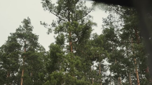 View from a window overlooking tall pine trees and a green forest on a cloudy day.