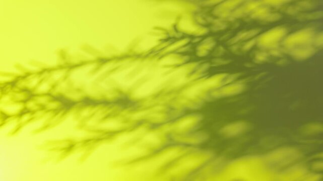 Abstract pine branch leaves shadow swaying on vibrant yellow green wall background, gobo shadow overlay concept