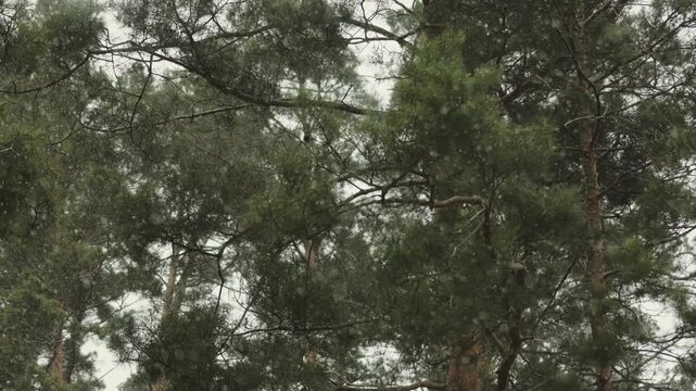 Pine trees in sharp focus during gloomy winter weather, with snow falling against a dark overcast sky.
