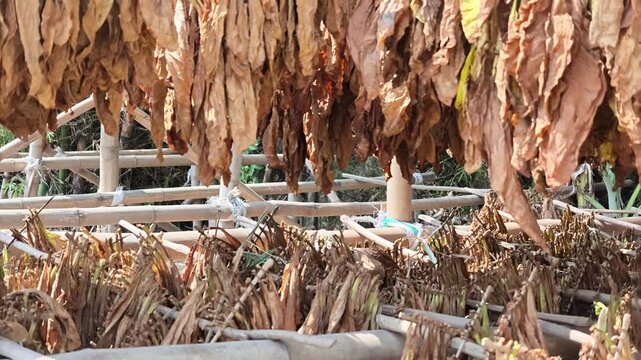 Medium shot showing rows of tobacco leaves changing color from green to brown while hanging under direct sunlight on outdoor bamboo frames.
