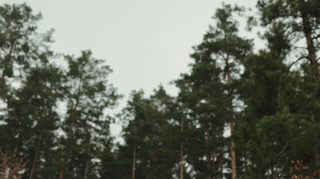 Snow falling in front of a blurred pine forest, viewed through a window on a cold winter day.