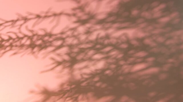 Abstract pine branch leaves shadow swaying on soft pastel pink wall background, gobo shadow overlay concept