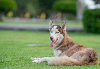 A beautiful Siberian Husky relaxing on a lush green lawn in a peaceful garden. The dog has striking blue eyes, brown and white fur. © Sakorn