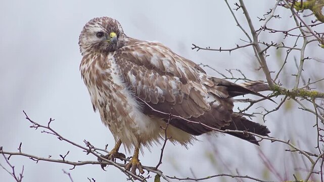 Common Buzzard Perched in Tree Branches, Scanning the Landscape for Prey, Winter Wildlife in Germany, 4K