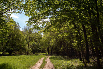 Obraz premium A winding dirt path leading through a lush green forest with bright sunlight filtering through the canopy