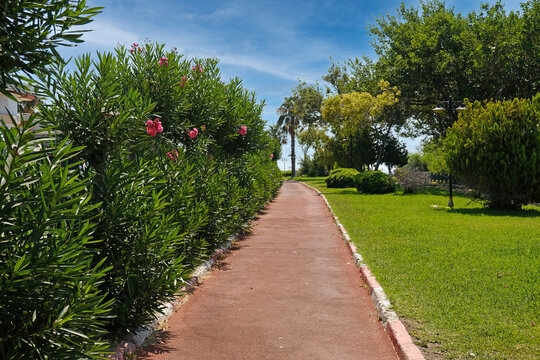 Scenic pathway bordered by blooming oleander, manicured lawns, and ornamental trees. For travel, hospitality, landscaping, and wellness advertising.