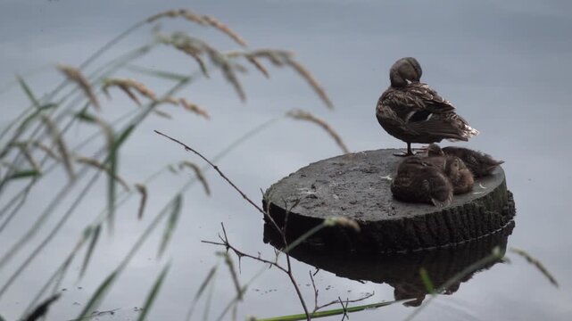 Mother Mallard Duck Preening on Stump with Sleeping Ducklings by Calm Lake, 4K. Mother mallard duck standing on a cut tree stump in the water, preening her feathers and stretching. 