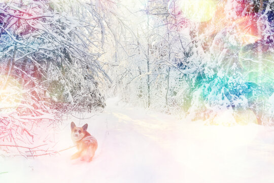 Winter background, bokeh landscape with sun glints, abstract design.