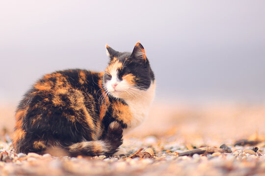 A stray cat, a poor animal, a city cat, loneliness requires care.