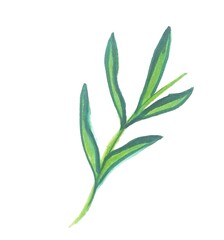 Fototapeta premium Watercolor Green Leaves Branch Botanical Illustration