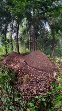 A large anthill in a pine forest of unusual shape in good quality
