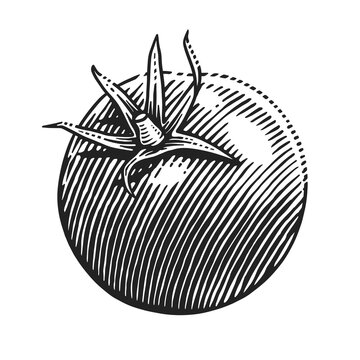 Tomato fruit with stem and pointed sepals. Black and white engraving illustration suitable for food packaging, labels, menus, botanical prints and agricultural designs.