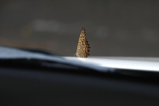 Goschkevitsch's labyrinth (Neope goschkevitschii). A butterfly species endemic to Japan, characterized by its mottled pattern and eyespots.