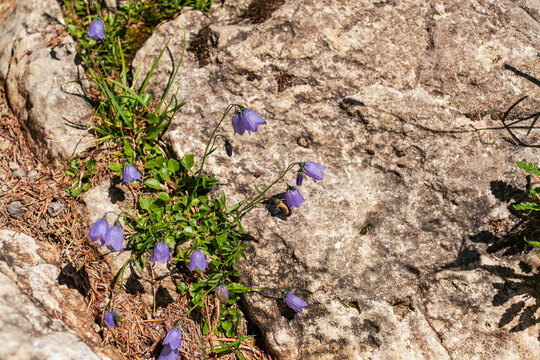 Small purple bell-shaped alpine flowers growing naturally among rocks, moss and pine needles on a mountain slope