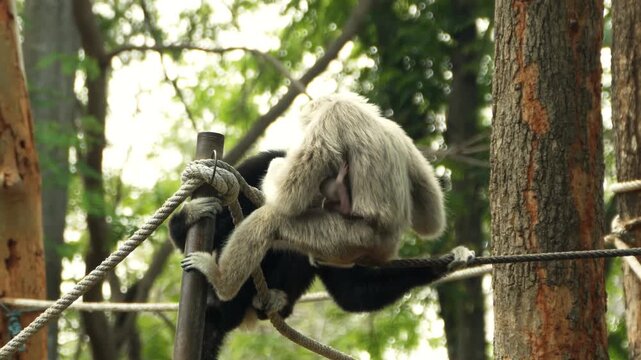 Lar gibbon mother carrying baby while climbing and resting on ropes in lush forest habitat.