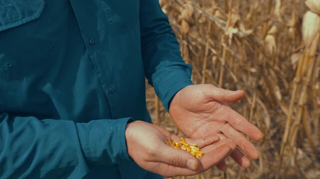 Farmer dropping a sample of shelled corn kernels from hand to hand in a dry maize field with copy space, harvest quality check