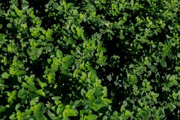 Vibrant green mint leaves create a natural, lush background. Ideal for organic and fresh themes. © vegefox.com