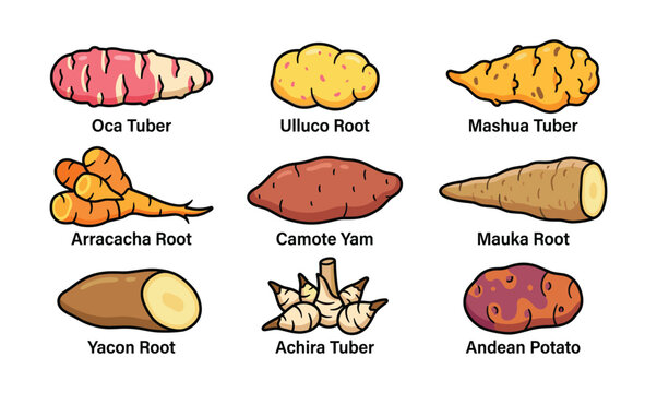Andean tuber root vegetables collection with labels