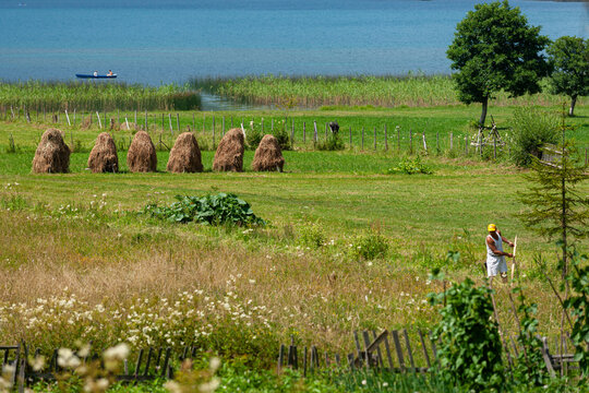 Plav, Montenegro - 28 July 2005: View of Lake Plav with traditional haystacks in a green meadow and a man working in the field near the water.