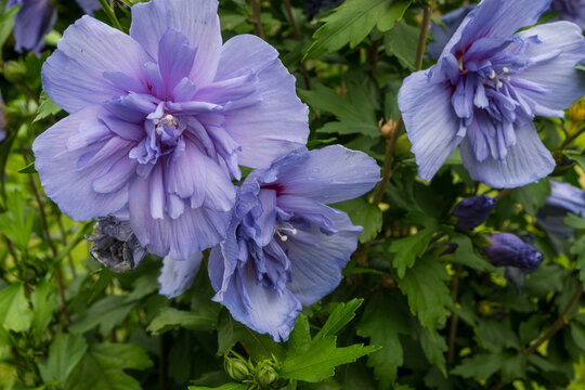 A closeup of double blue purple hibiscus flowers in full bloom among green maple like leaves. Ruffled petals with white centers and soft light create a romantic summer garden atmosphere.