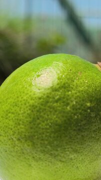 Fresh green key limes, Citrus aurantiifolia, growing on a tree with glossy leaves, showcasing their small size, vibrant color, and natural appearance in a tropical garden.