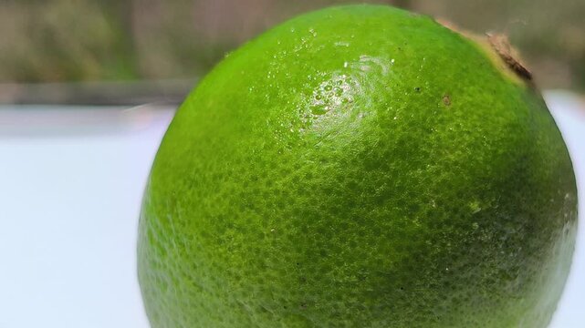 Fresh green key limes, Citrus aurantiifolia, growing on a tree with glossy leaves, showcasing their small size, vibrant color, and natural appearance in a tropical garden.