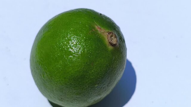 Fresh green key limes, Citrus aurantiifolia, growing on a tree with glossy leaves, showcasing their small size, vibrant color, and natural appearance in a tropical garden.