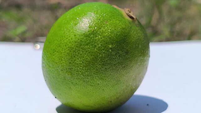 Fresh green key limes, Citrus aurantiifolia, growing on a tree with glossy leaves, showcasing their small size, vibrant color, and natural appearance in a tropical garden.