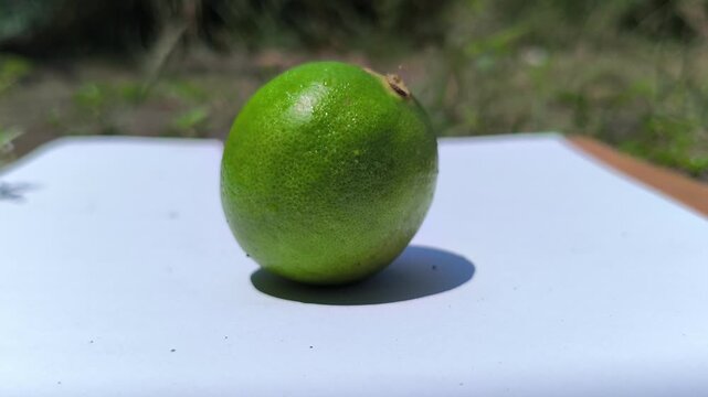 Fresh green key limes, Citrus aurantiifolia, growing on a tree with glossy leaves, showcasing their small size, vibrant color, and natural appearance in a tropical garden.