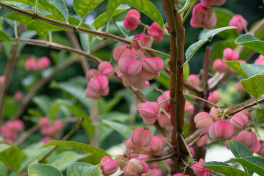A closeup of pink four lobed spindle tree capsules hanging among green leaves. The unusual lantern like fruit and soft natural light create a fresh late summer woodland atmosphere.