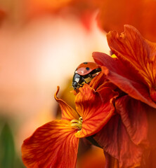 Ladybird on Wallflowers © Molly