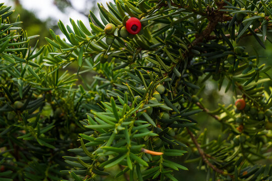 A closeup of a yew branch with dark flat needles, green unripe arils and a single ripe red seed. Rare bright fruit and soft diffused light create a calm autumn evergreen woodland mood.