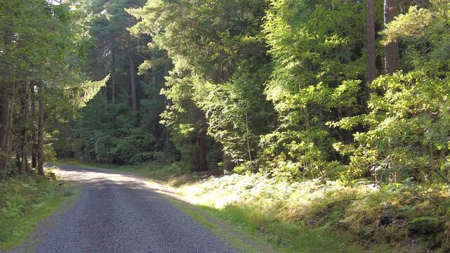 gravel road in the forest with sunshine woodland trail static shot video
